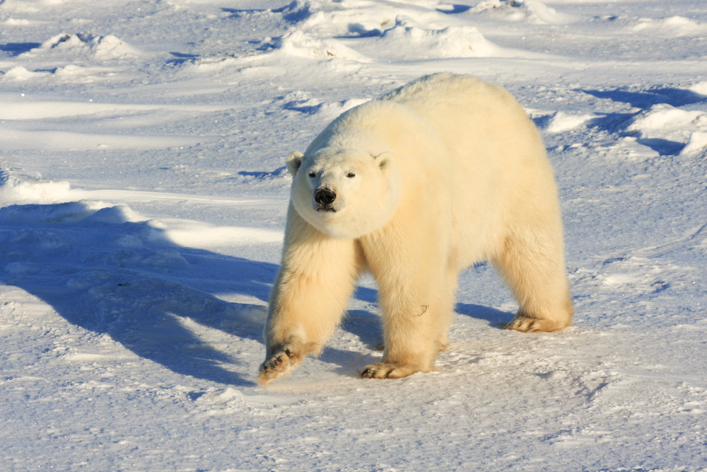 Facebook-Arctic-Circle-shutterstock