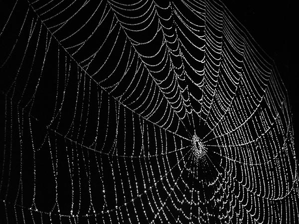 spider-web-1a via photohome