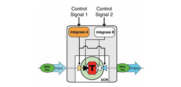 transcriptor