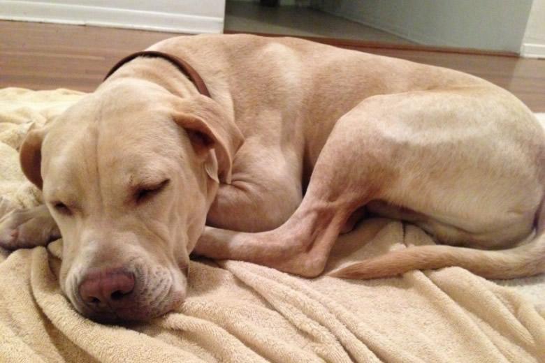 reddit community helps woman find lost dog jack the