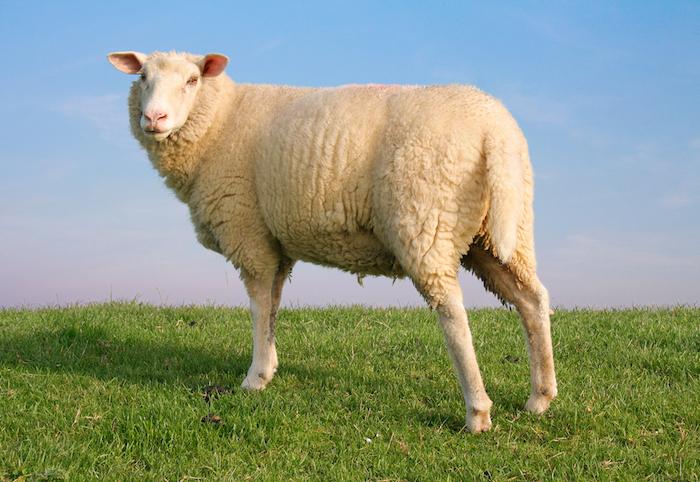 sheep marketplace shut down bitcoin stolen copy