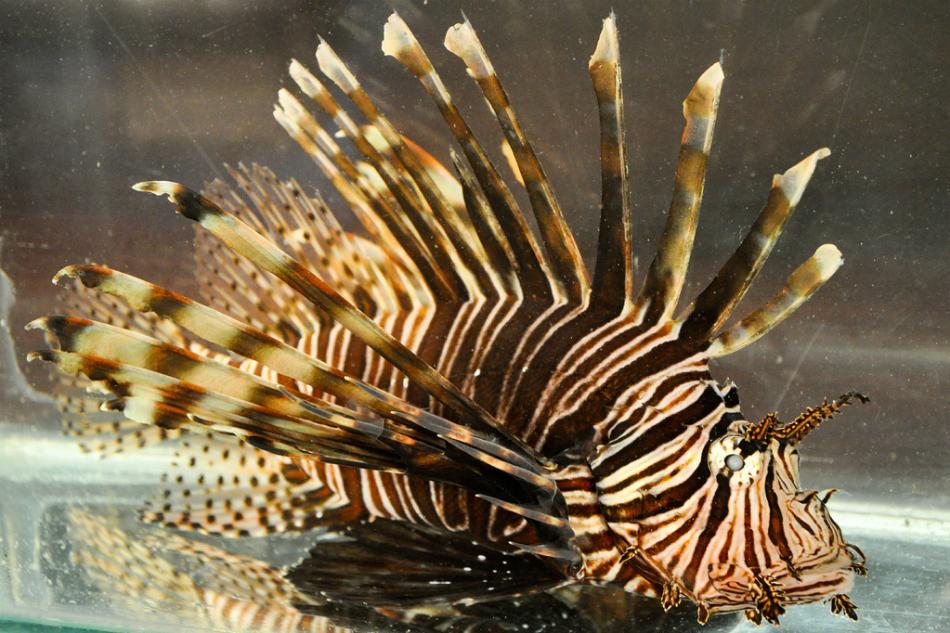 lionfish guardian kickstarter