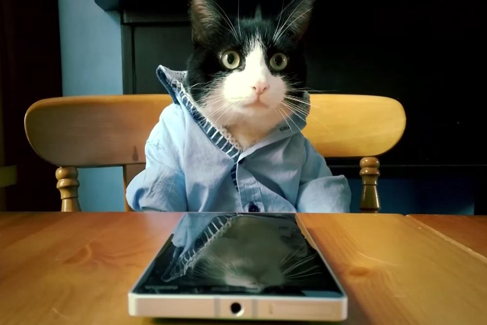 microsoft gets cute latest lumia 930 video catz using