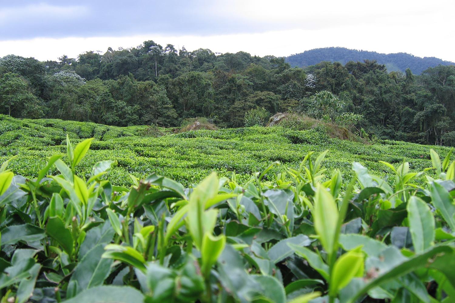 3d imaging of plants will help build the next generation cars planes and sports gear coffee plantation