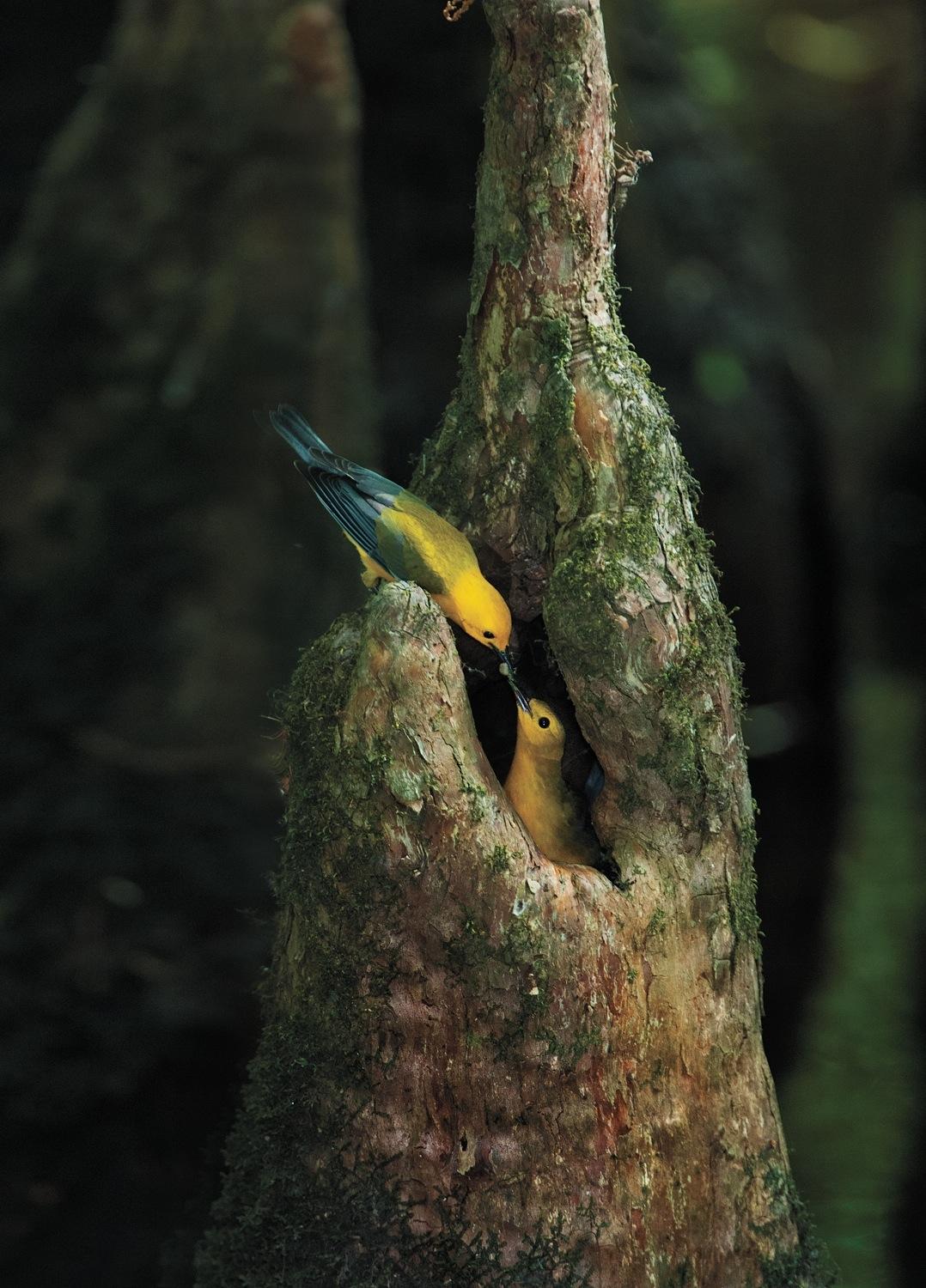 see the winning photos of 2015 sony world audubon society awards photography donald wuori