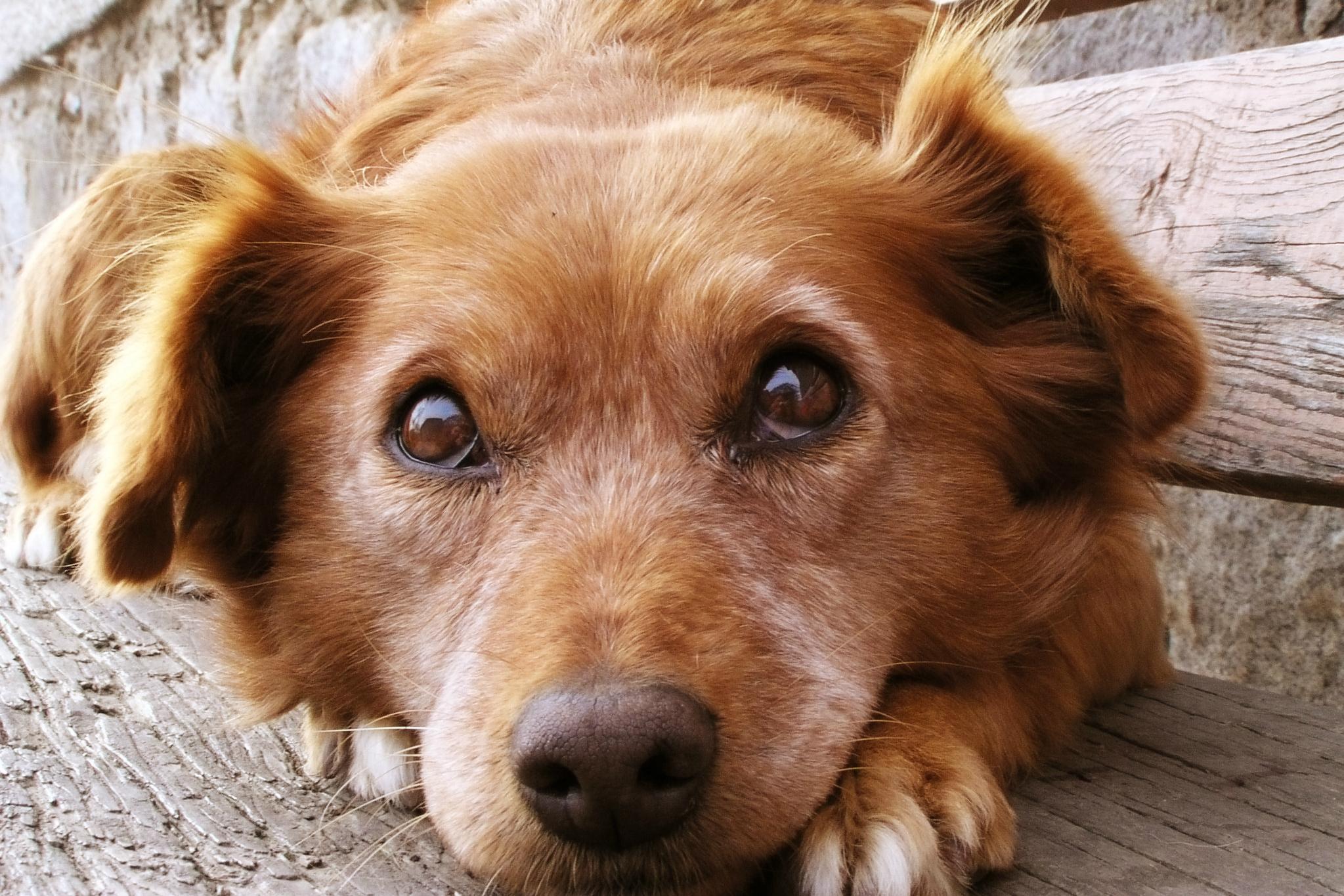 finding rover facial recognition app dog face big eyes