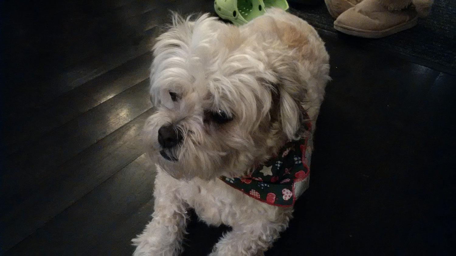 BlackBerry Leap camera sample dog