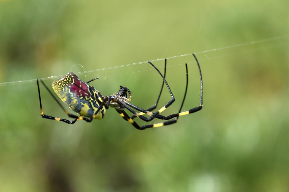 carbon nanotube spider silk