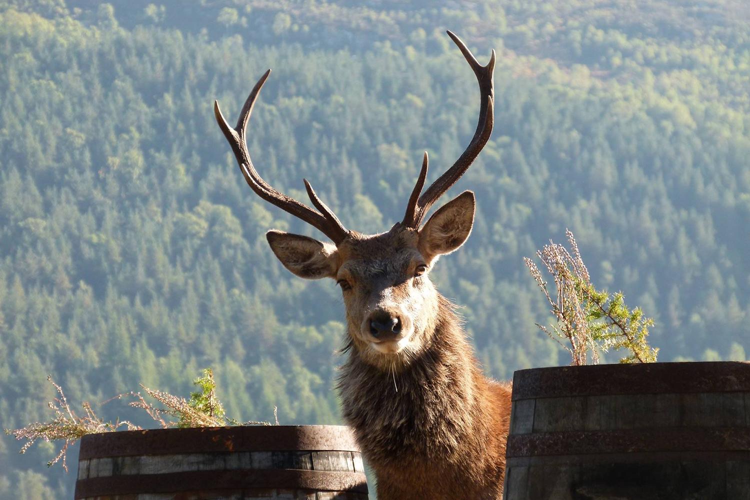 retreat from society and relax in these idyllic cabins around the world eagle brae highland log 11