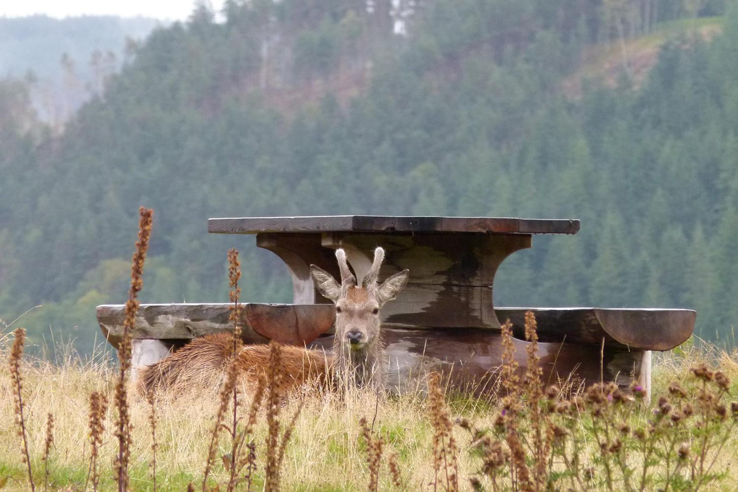 retreat from society and relax in these idyllic cabins around the world eagle brae highland log 16