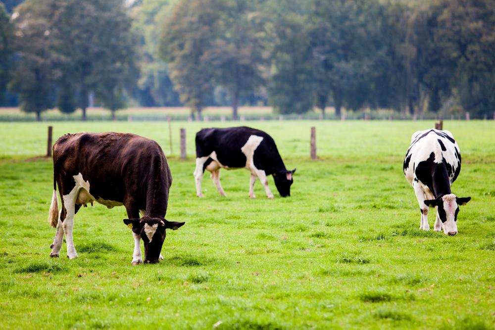 quantified ag cow sensor