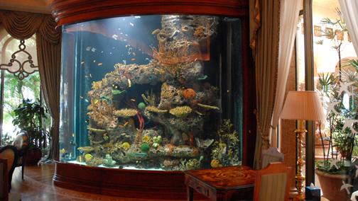 homes with their own shark tanks issham aquatics 8