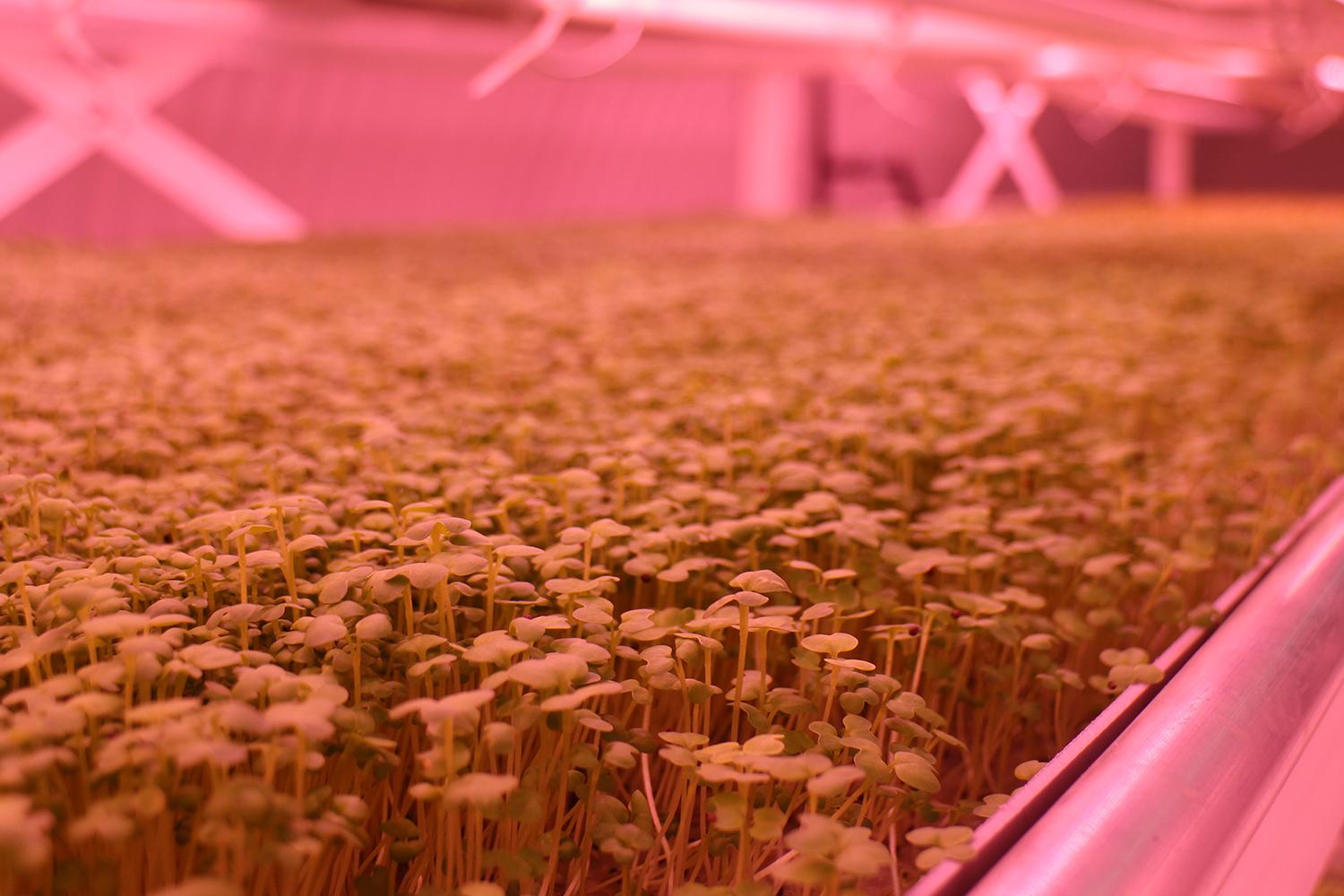 londons underground farm zero carbon food growing mustard close