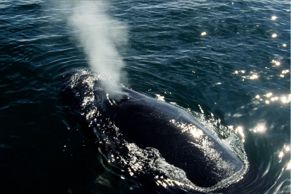 patrick stewart ocean alliance snotbot whale snot drone blowhole