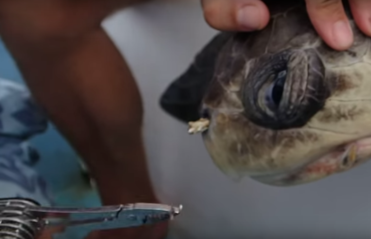 if this doesnt make you think twice about throwing your trash in the ocean nothing will screen shot 2015 08 22 at 5 32 26 pm