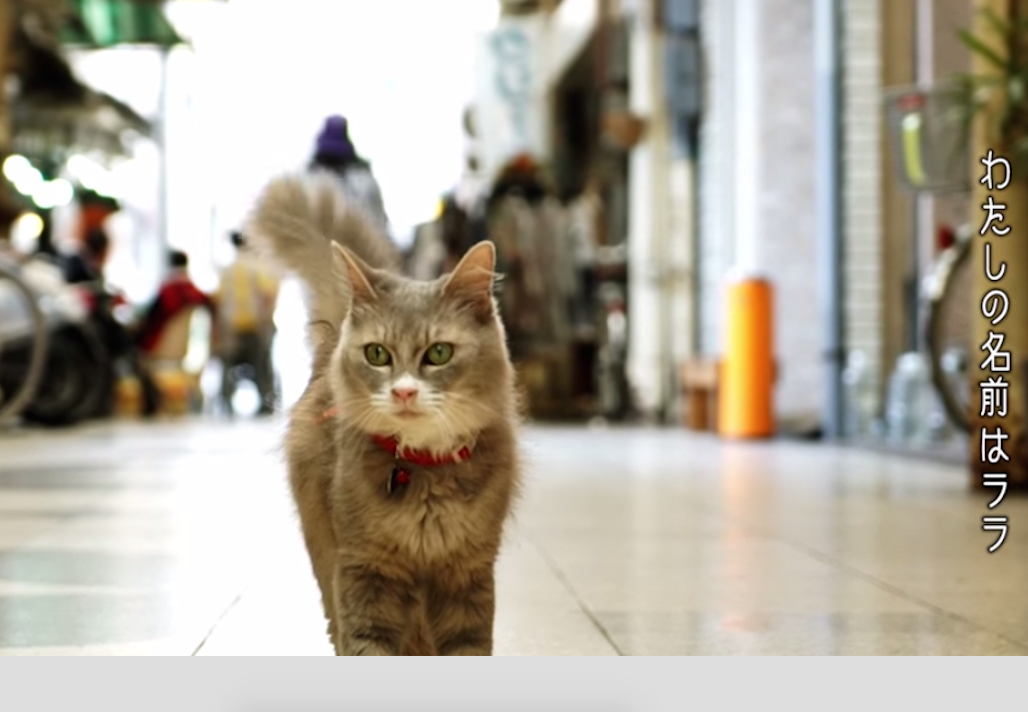 japan introduces cat street view because the world needs to know screen shot 2015 09 03 at 6 56 54 pm