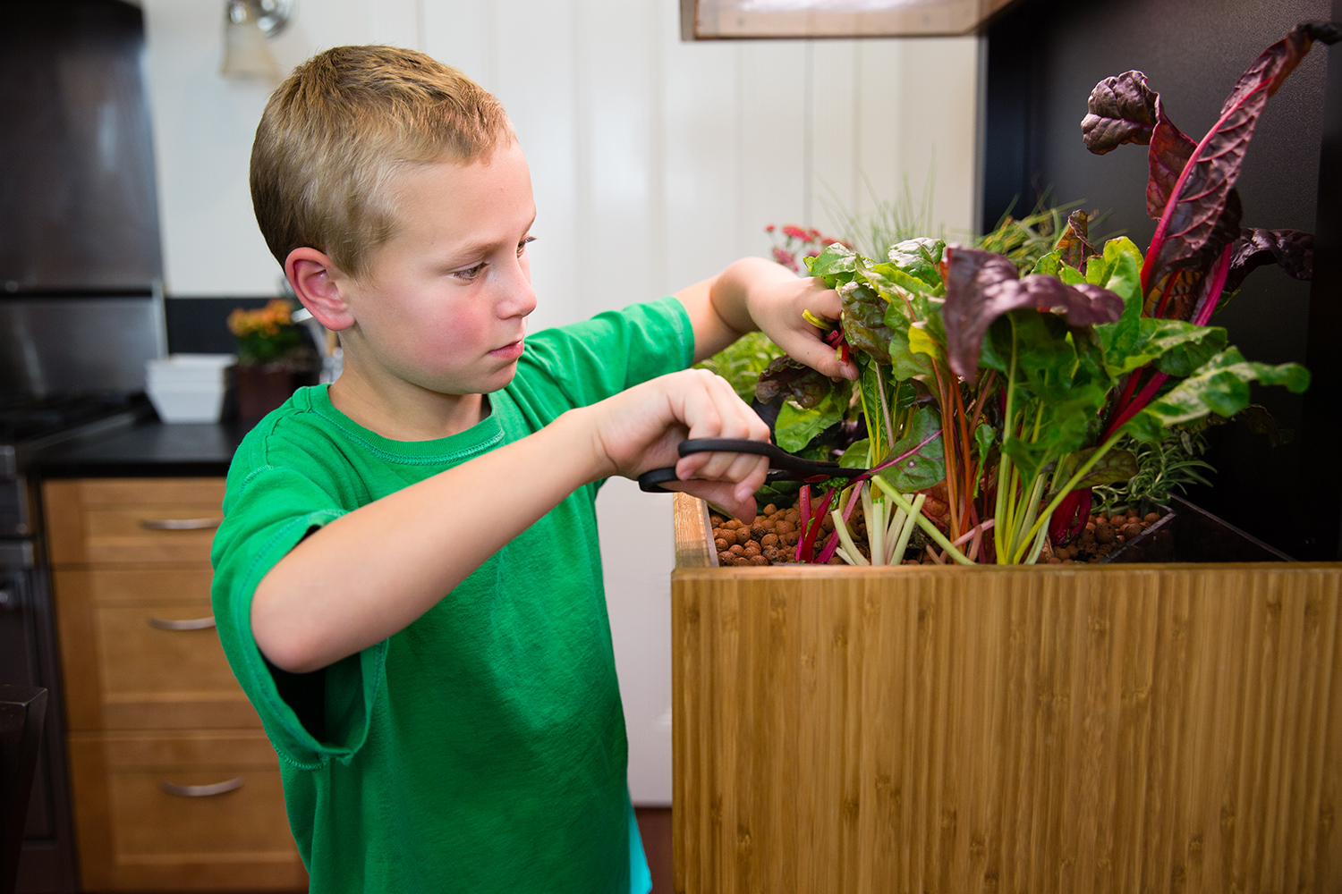 the grove ecosystem launches a kickstarter for its indoor garden a27a5066