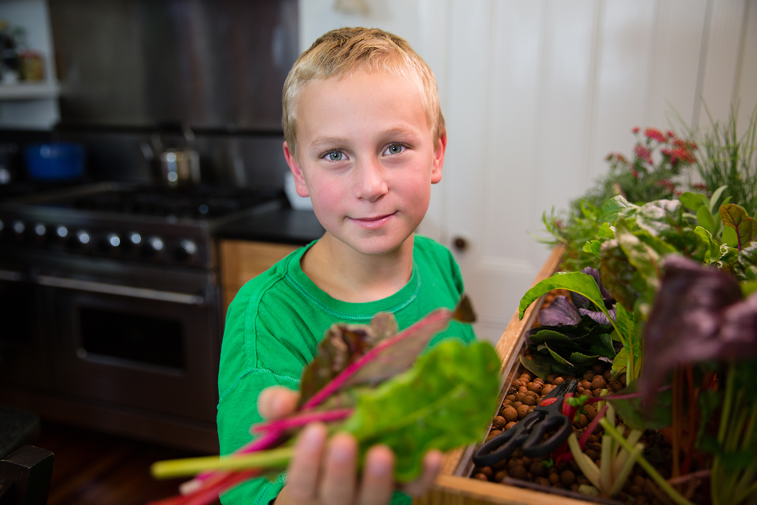 the grove ecosystem launches a kickstarter for its indoor garden a27a5078