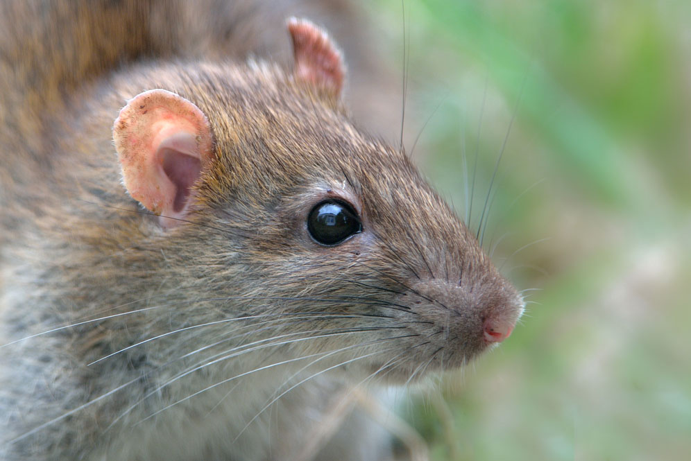 a rat up close and personal