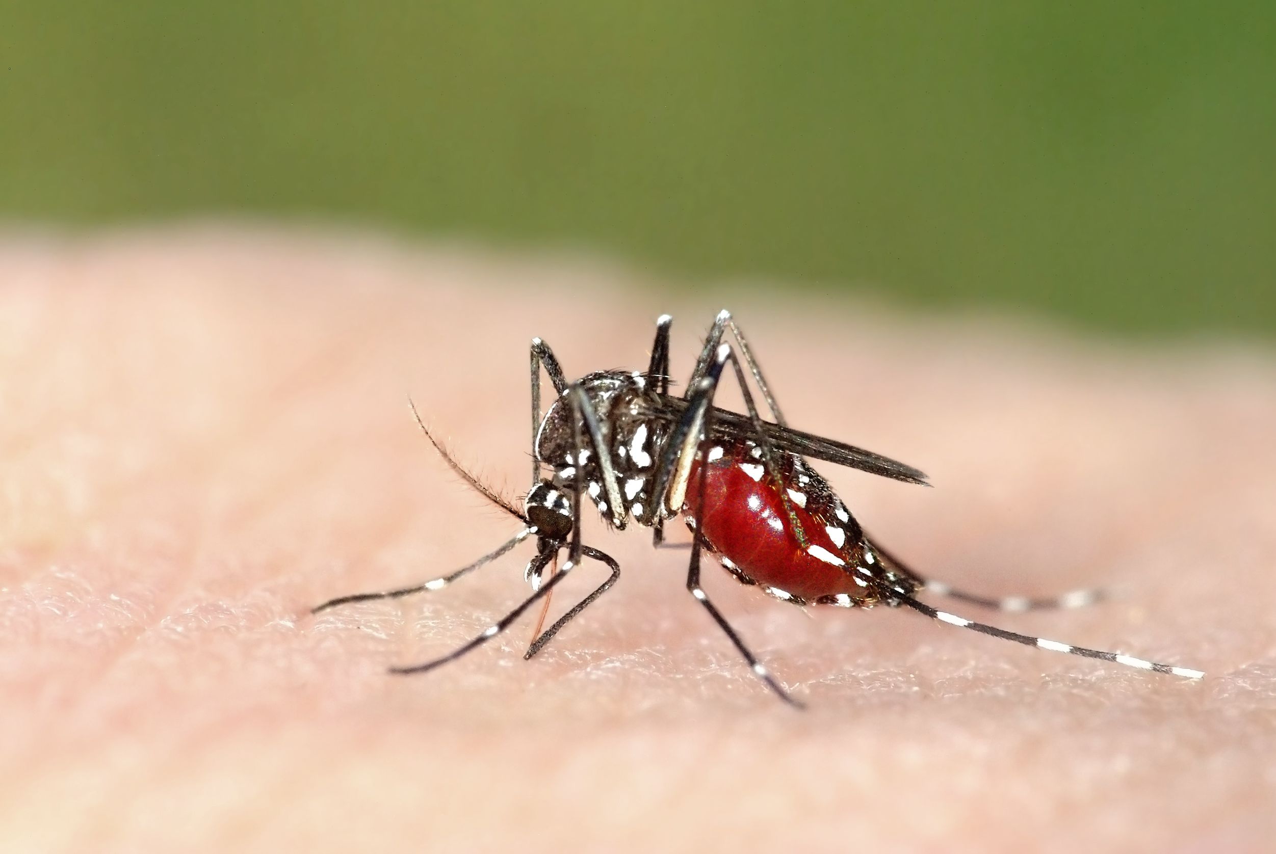 flashing light mosquitoes malaria tiger mosquito