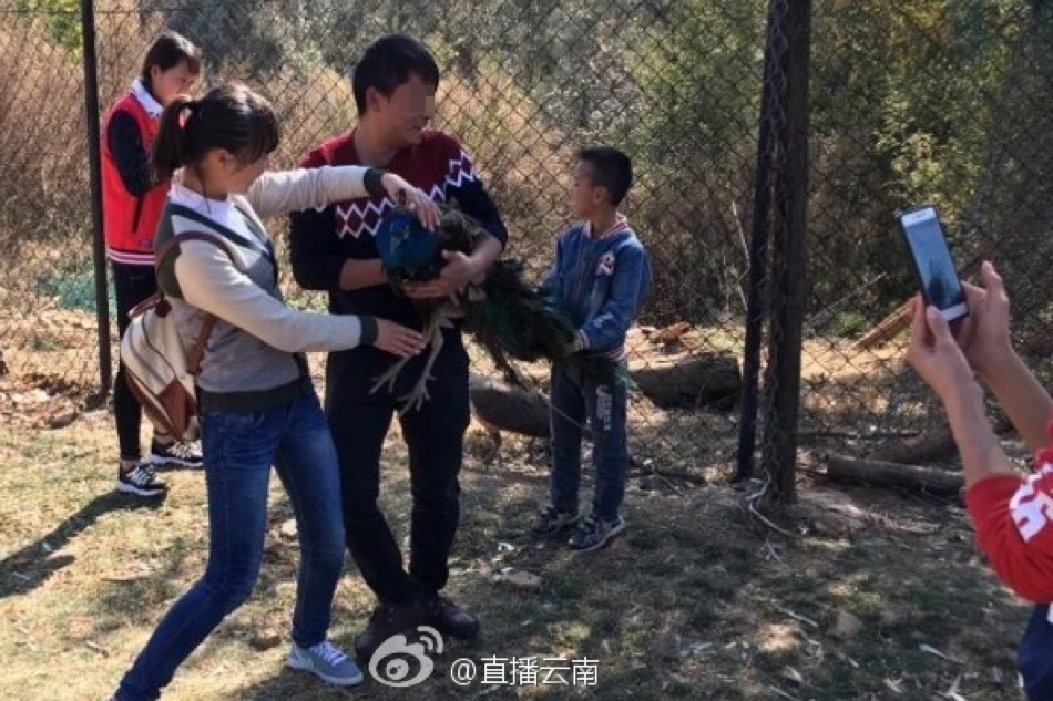 peacocks die selfie china zoo peacock death