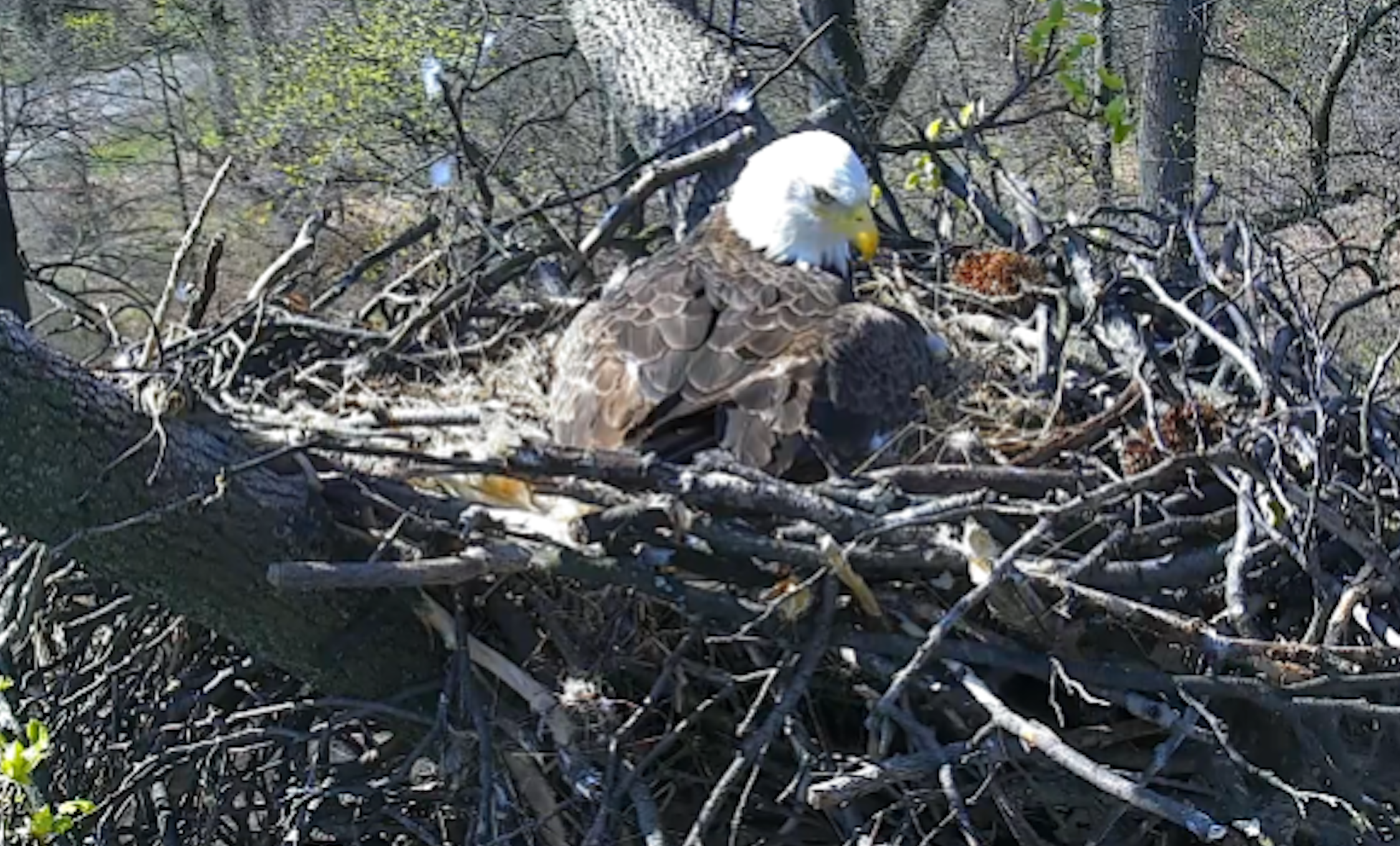 bald eagle livestream screen shot 2016 03 17 at 11 18 24 am