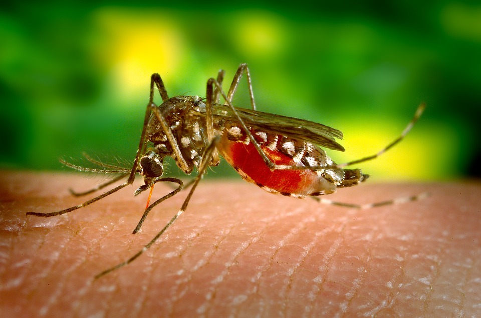 Zika virus mosquito