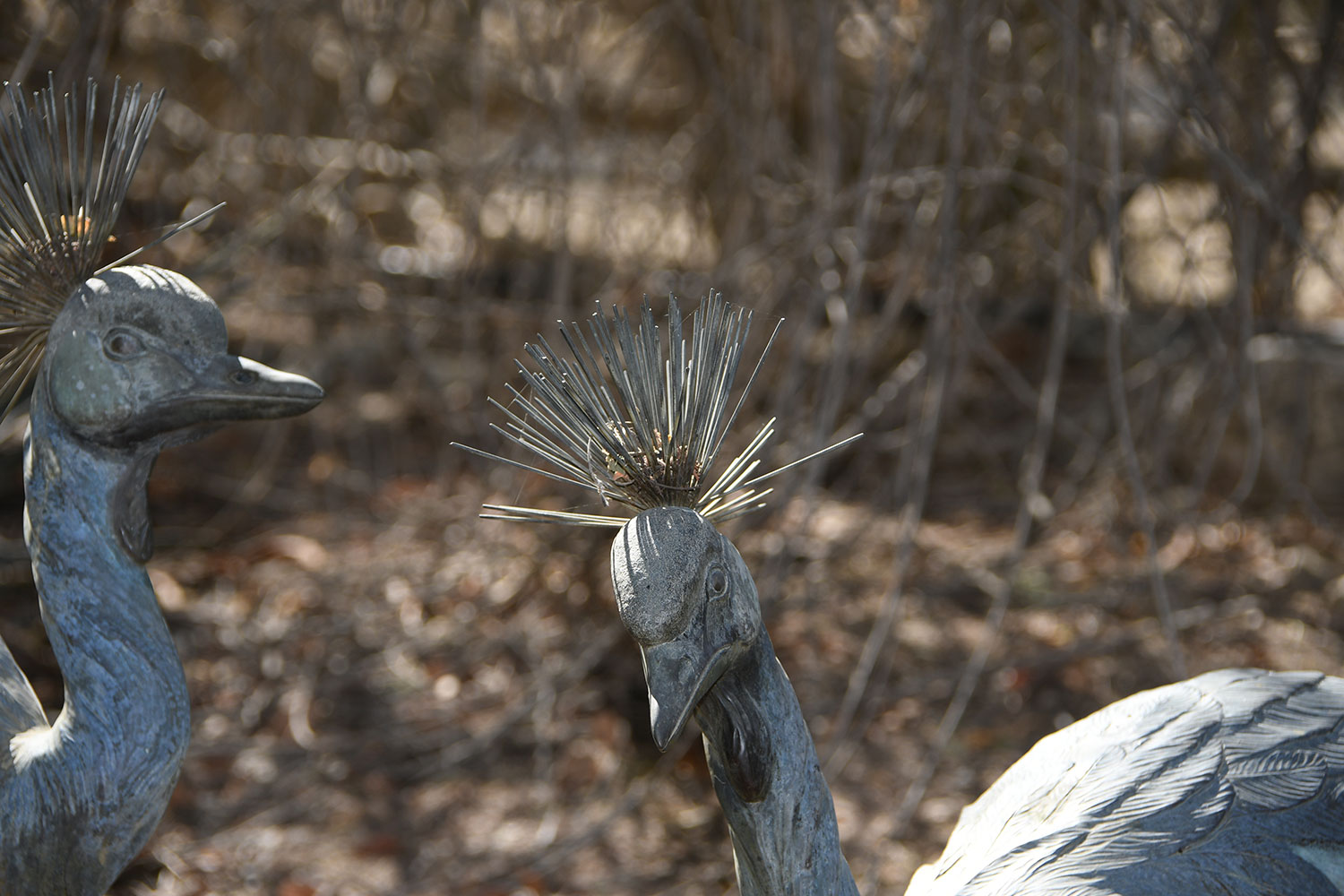 Nikon D500 DSLR sample