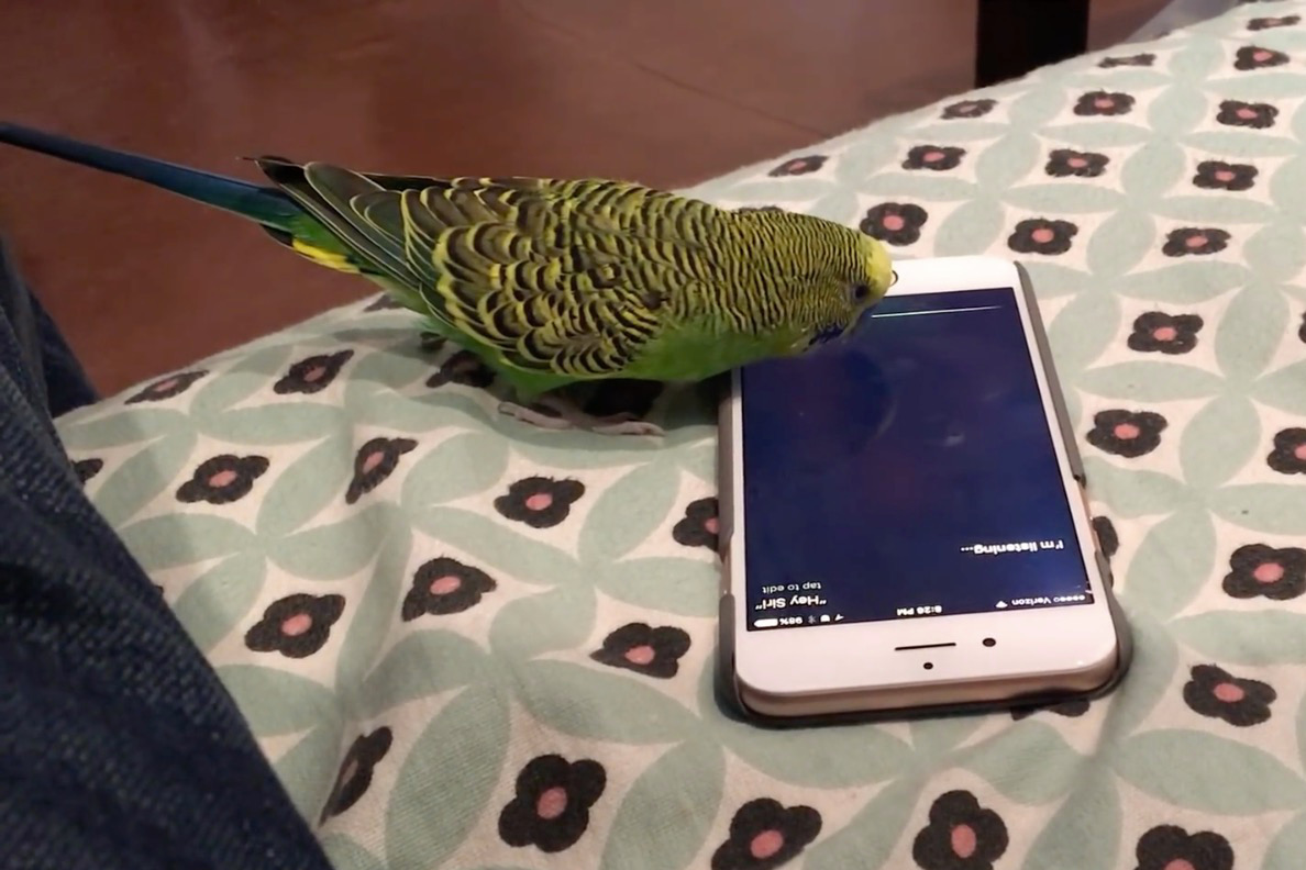 parakeet activates siri kiwi