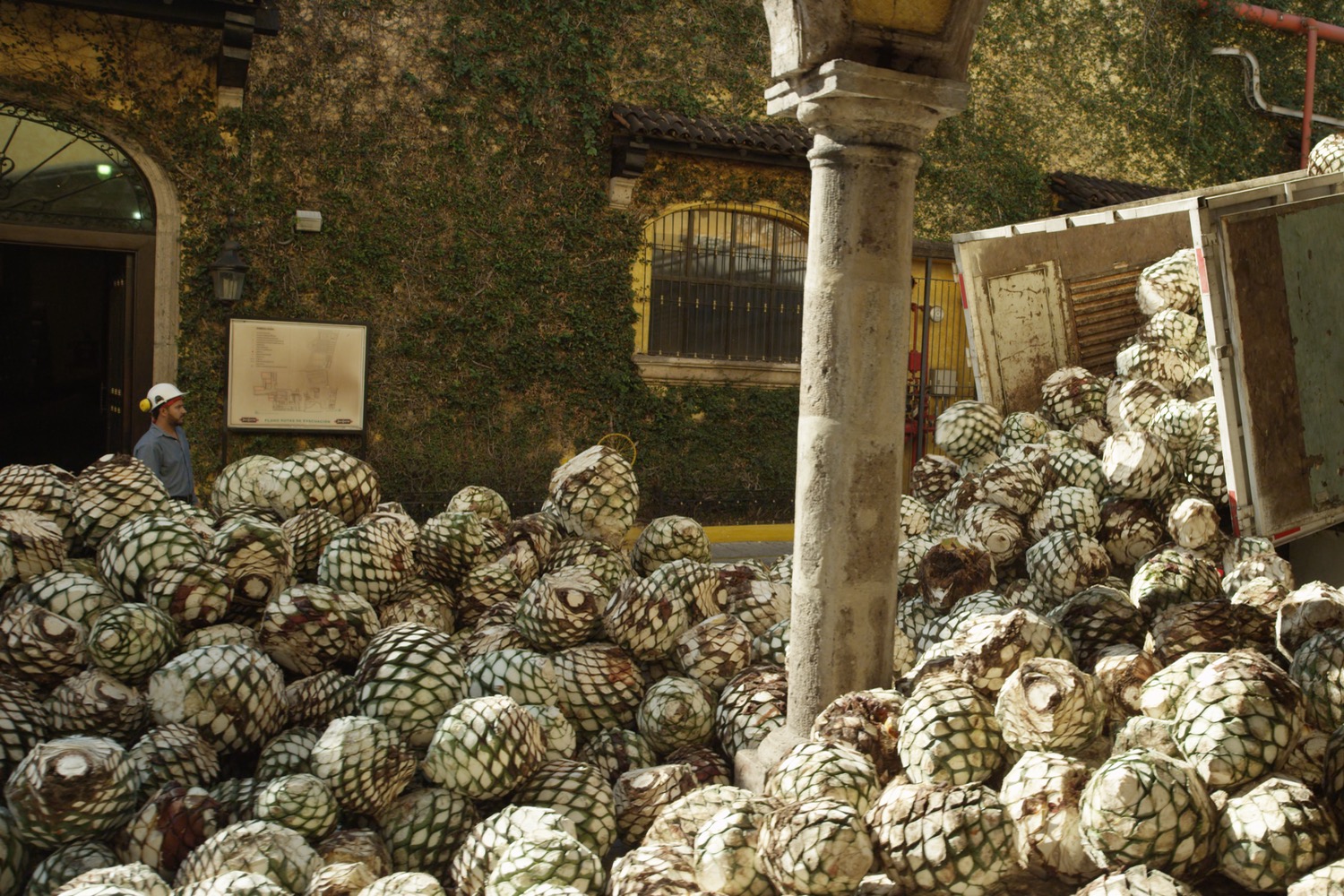 harvested agave plants