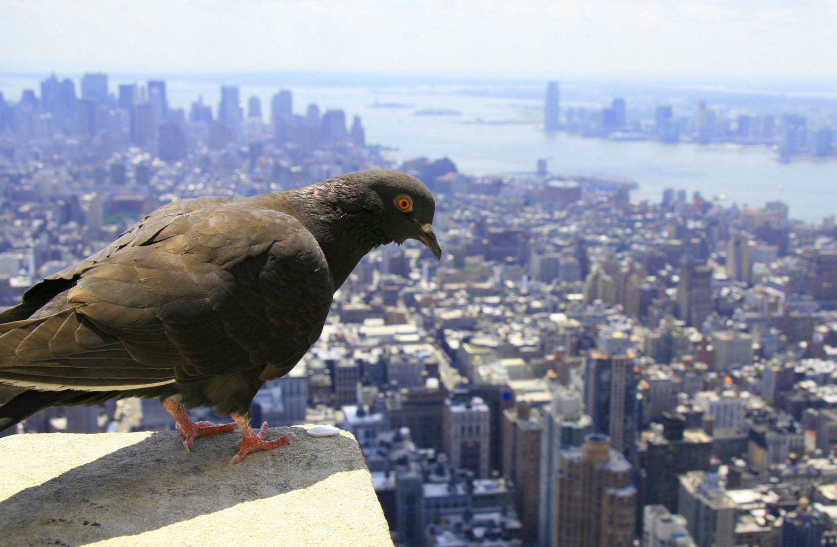 pigeons children blood lead level correlation 2057028  pigeon watching down on lower manhattan nyc