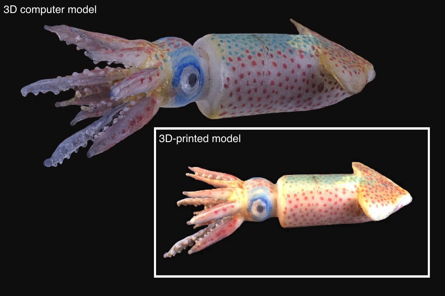 blaschka 3d printing 3dscanning marine life glassblowers cephalopod model 3