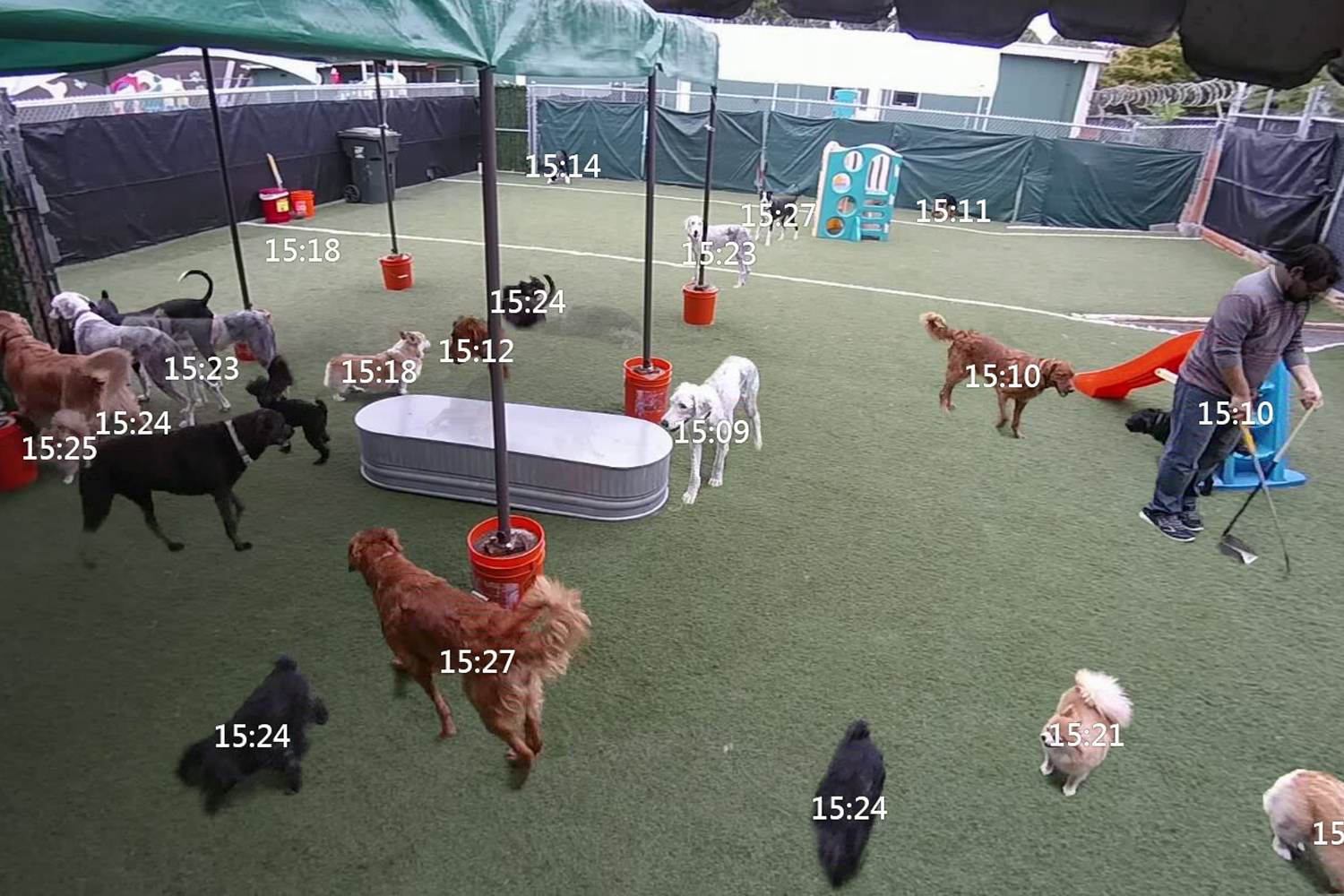 briefcam computer vision startup doggie daycare 1500x1000