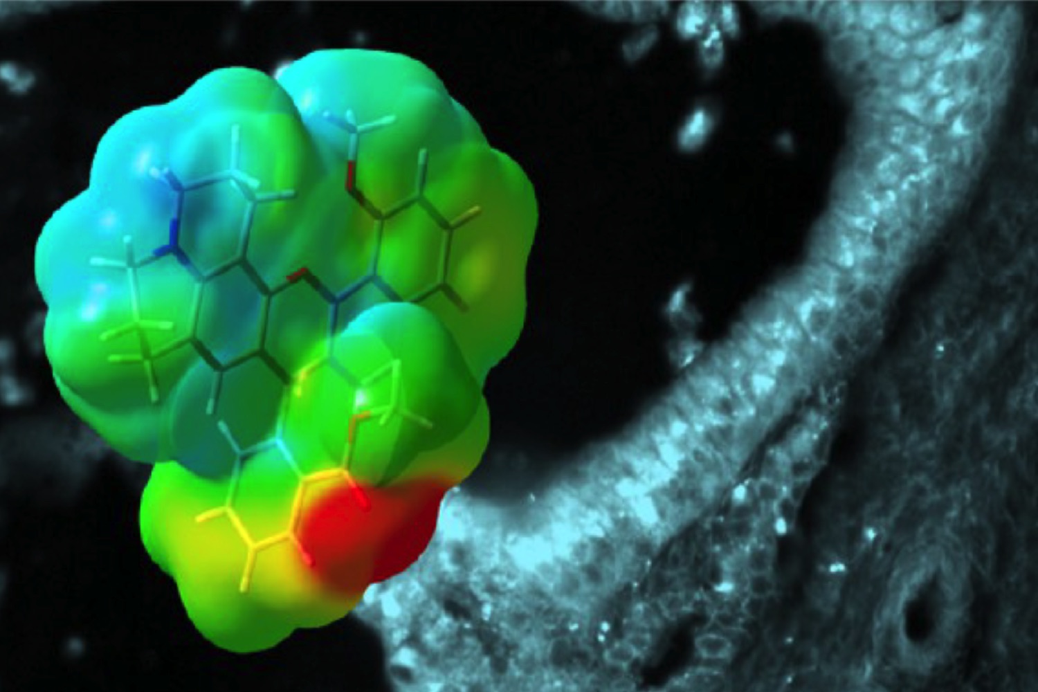 cancer seeking fluorescence