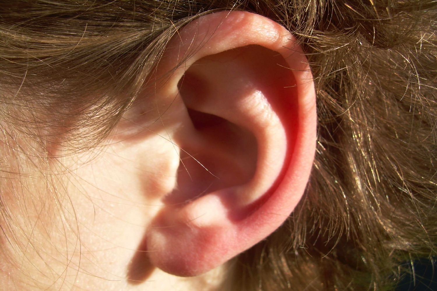 scientists stem cells inner ear tissue 9364942323 23f8052454 k