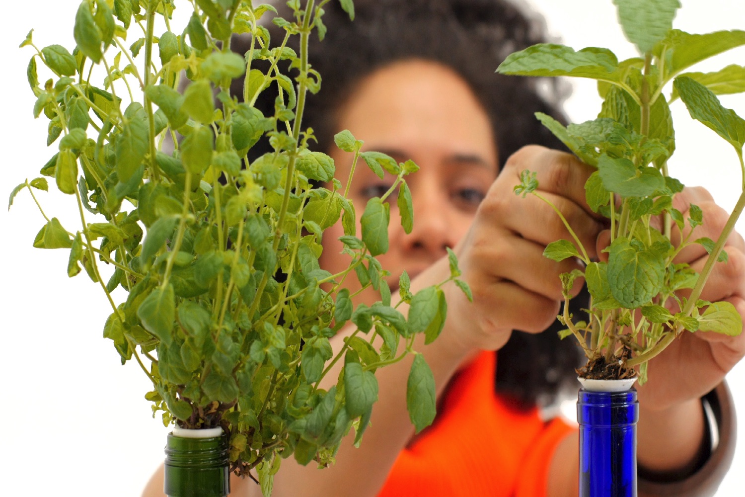 worlds smallest garden kickstarter user  harvesting mint for tea