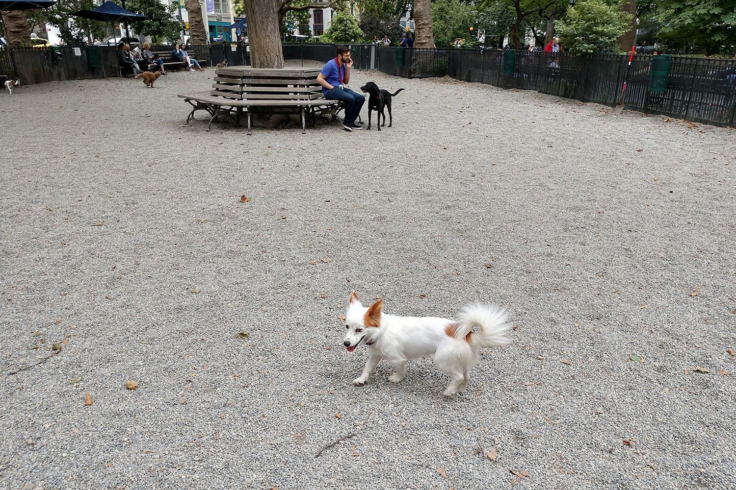 Moto Z2 Force review camera sample dog park