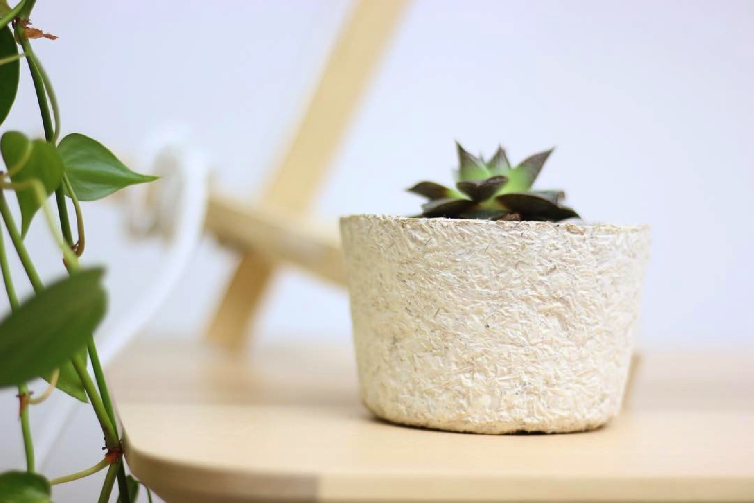 ecovative grow it yourself planter on table