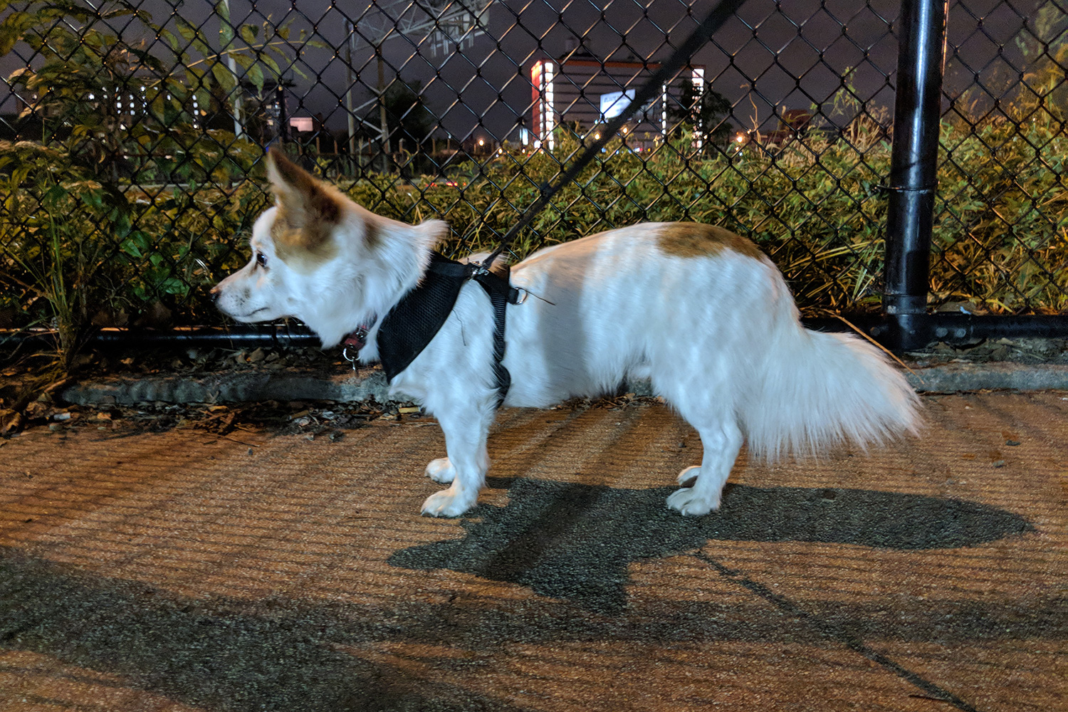 google pixel 2 review camera samples puppy profile night