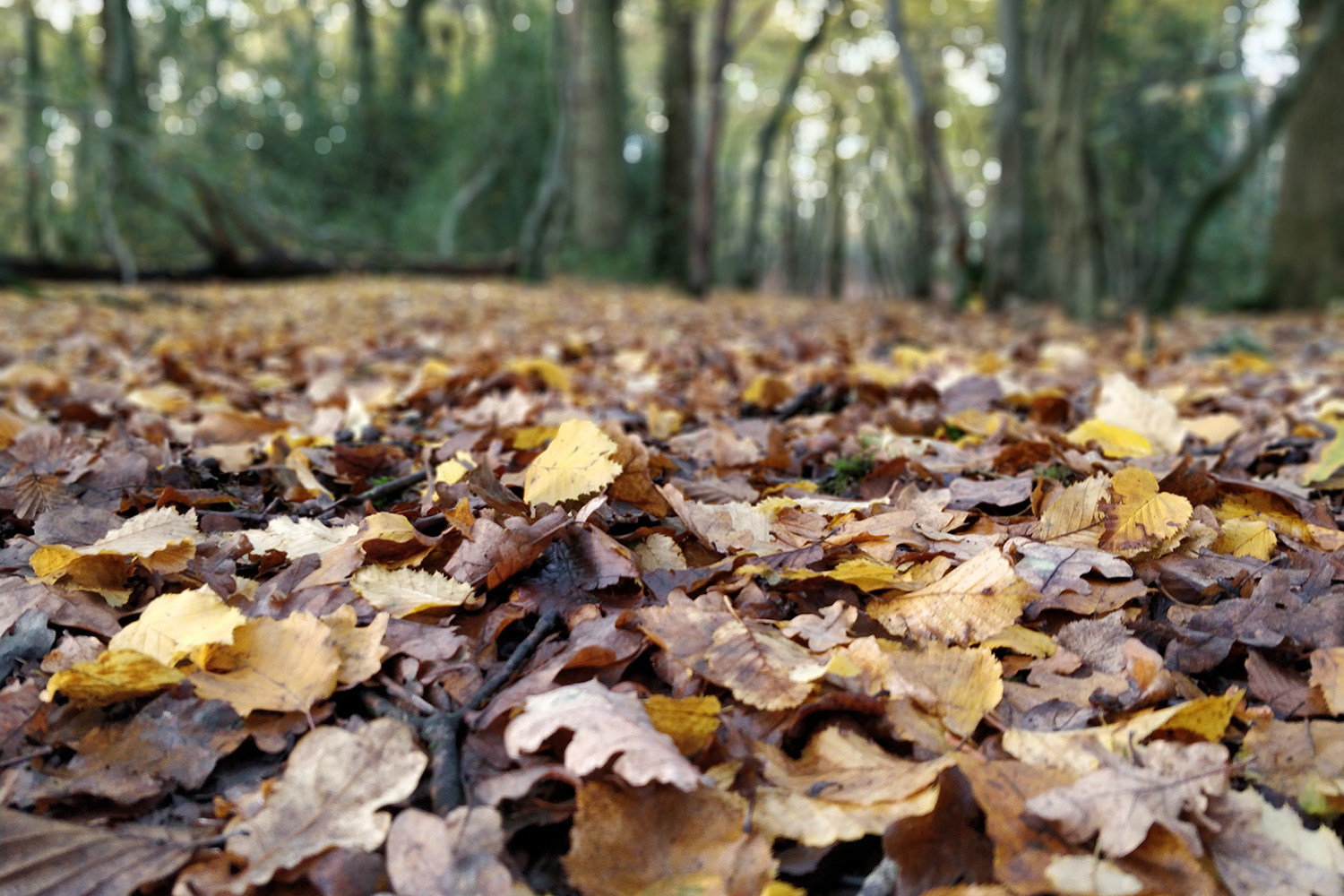 oneplus 5t review camera samples bokeh leaf pile