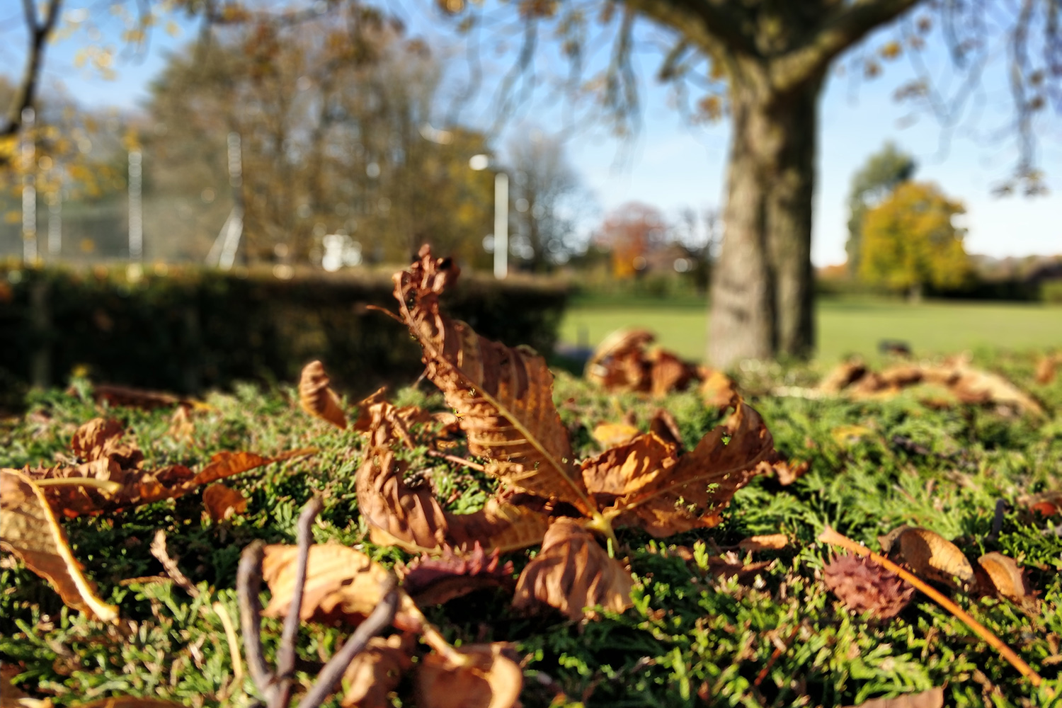 oneplus 5t review camera samples bokeh leaves