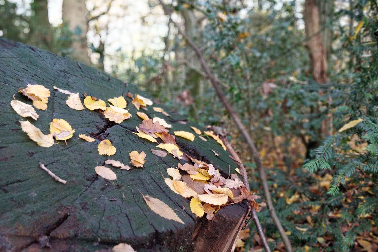 oneplus 5t review camera samples bokeh stump