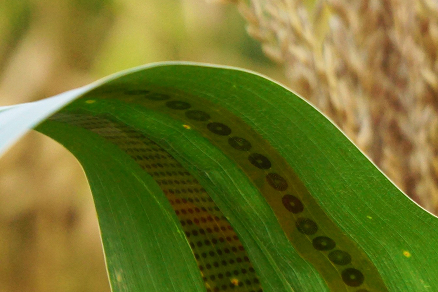 wearable for plants plantwearbles