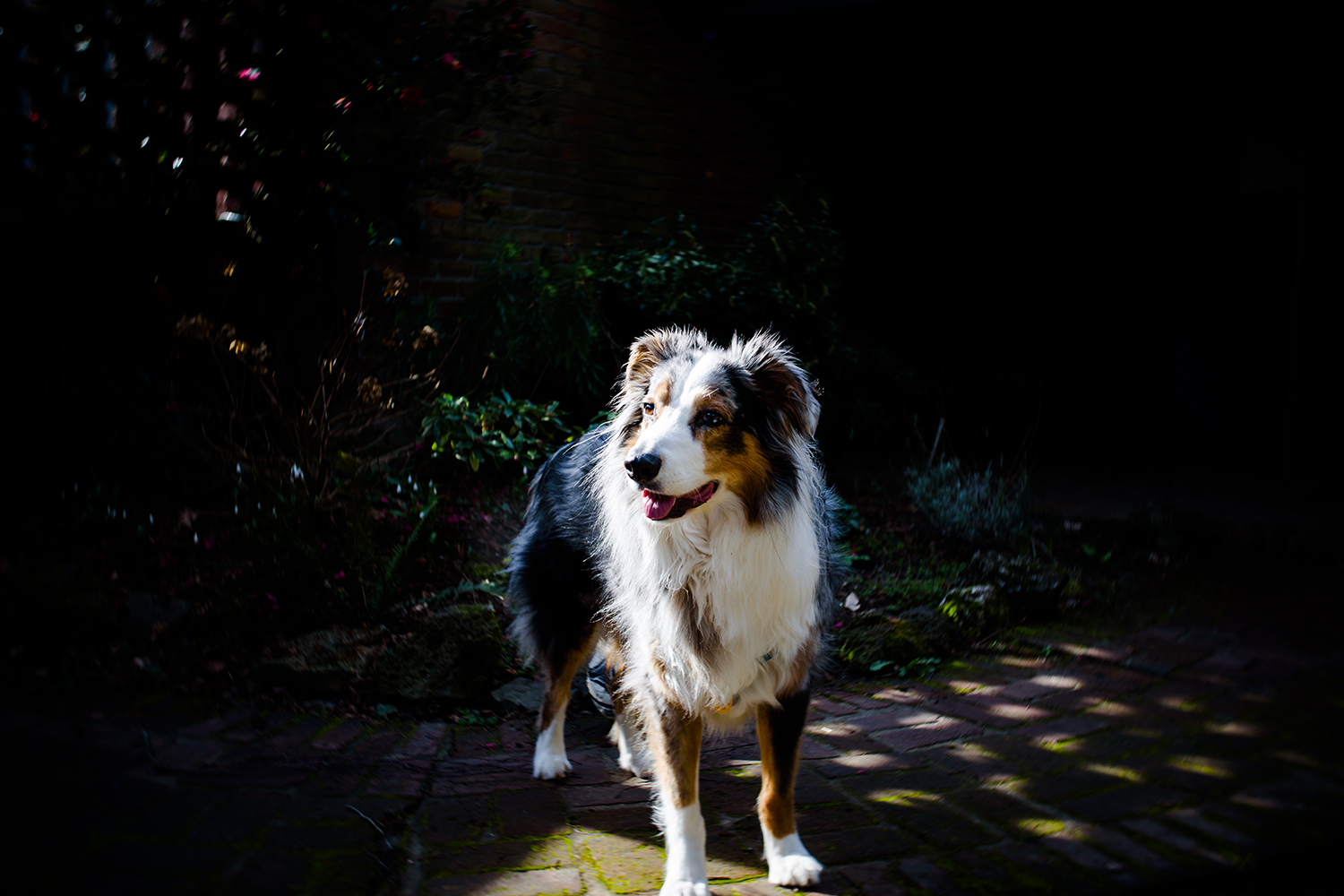 Lensbaby Burnside 35 review sample dog