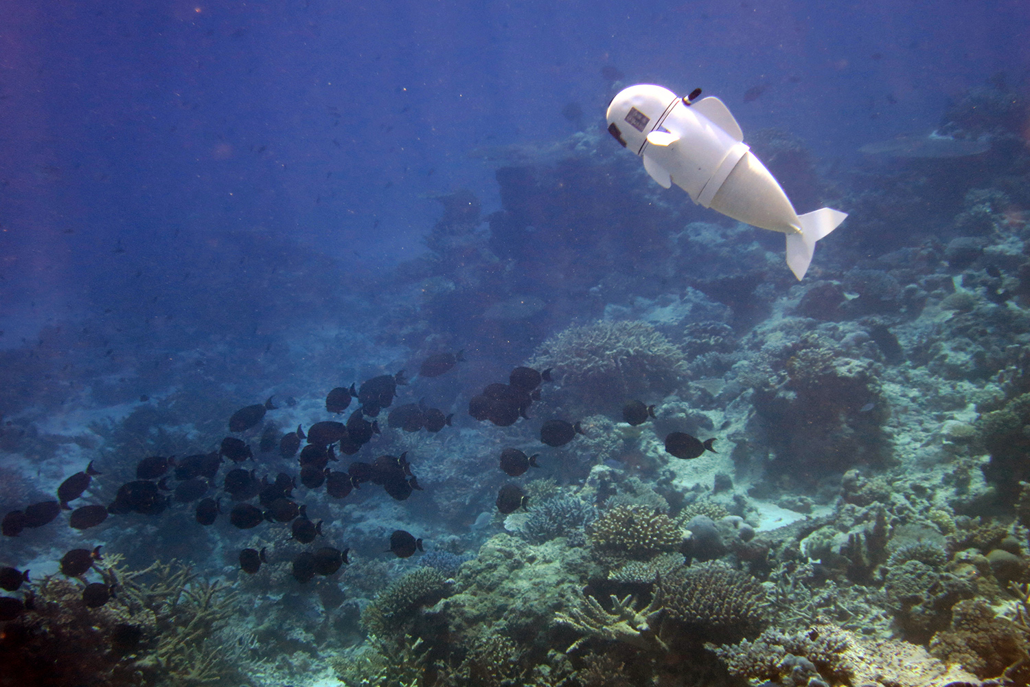 mit soft robotic fish 3sofi swimming with real fish3