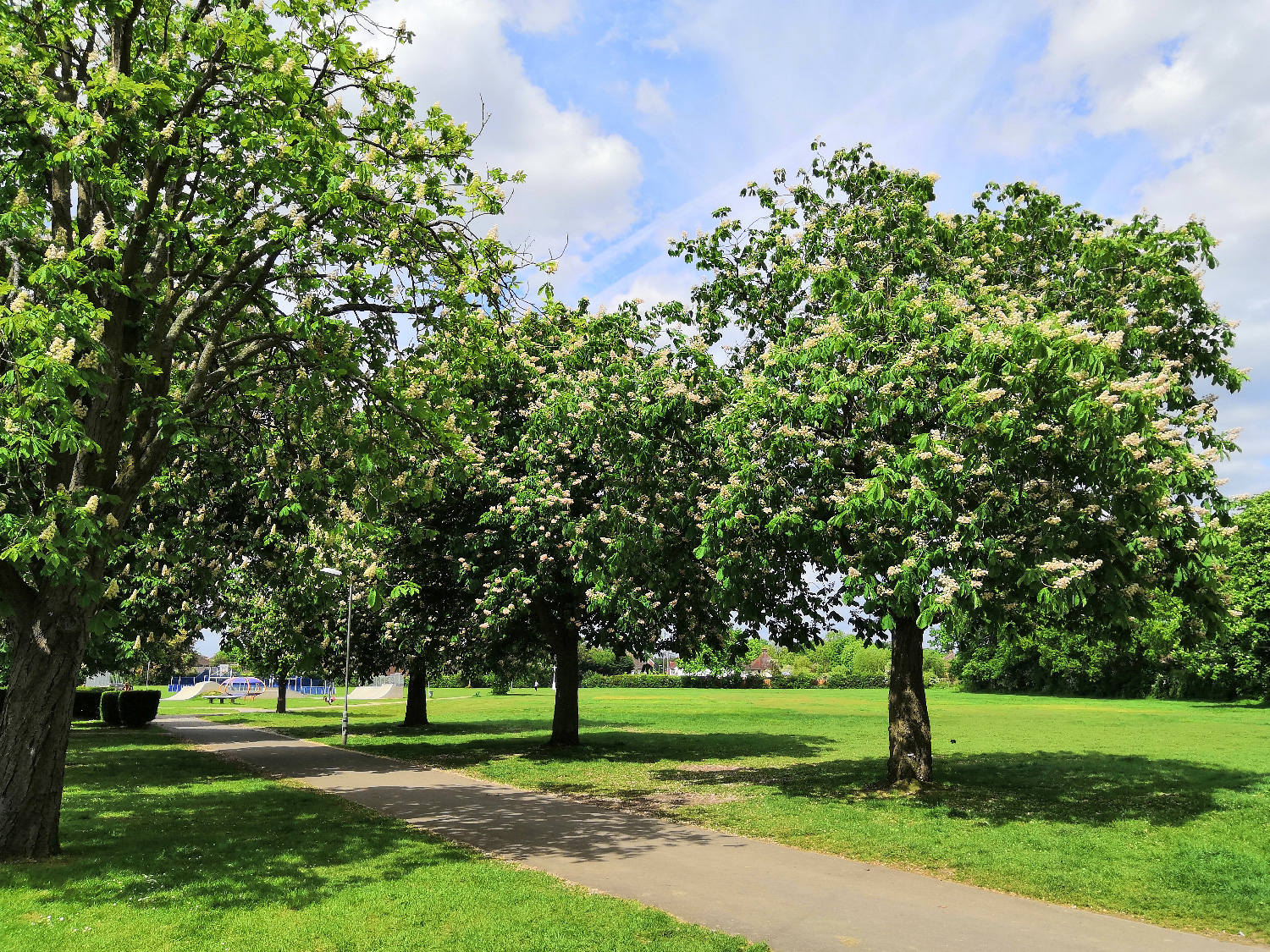 honor 10 review huawei photo sample trees