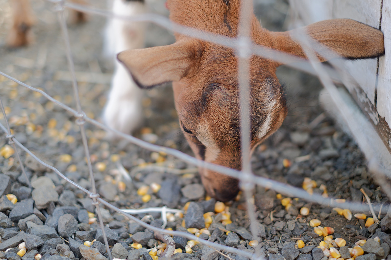 fujifilm x-t100 sample photo deer