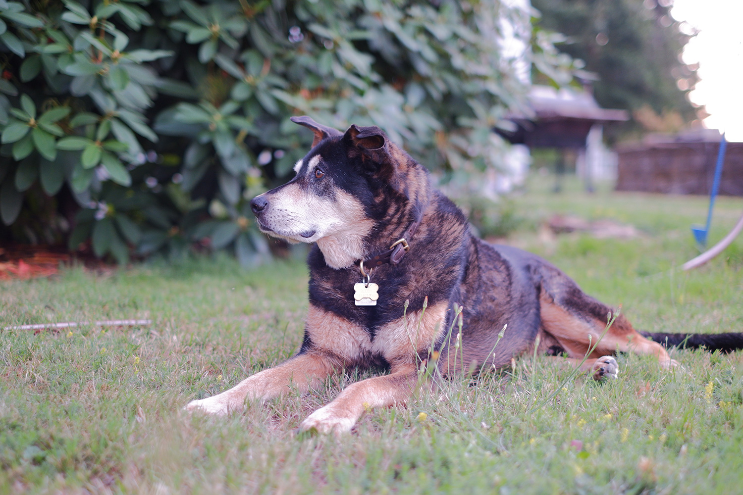 fujifilm x-t100 sample photo dog