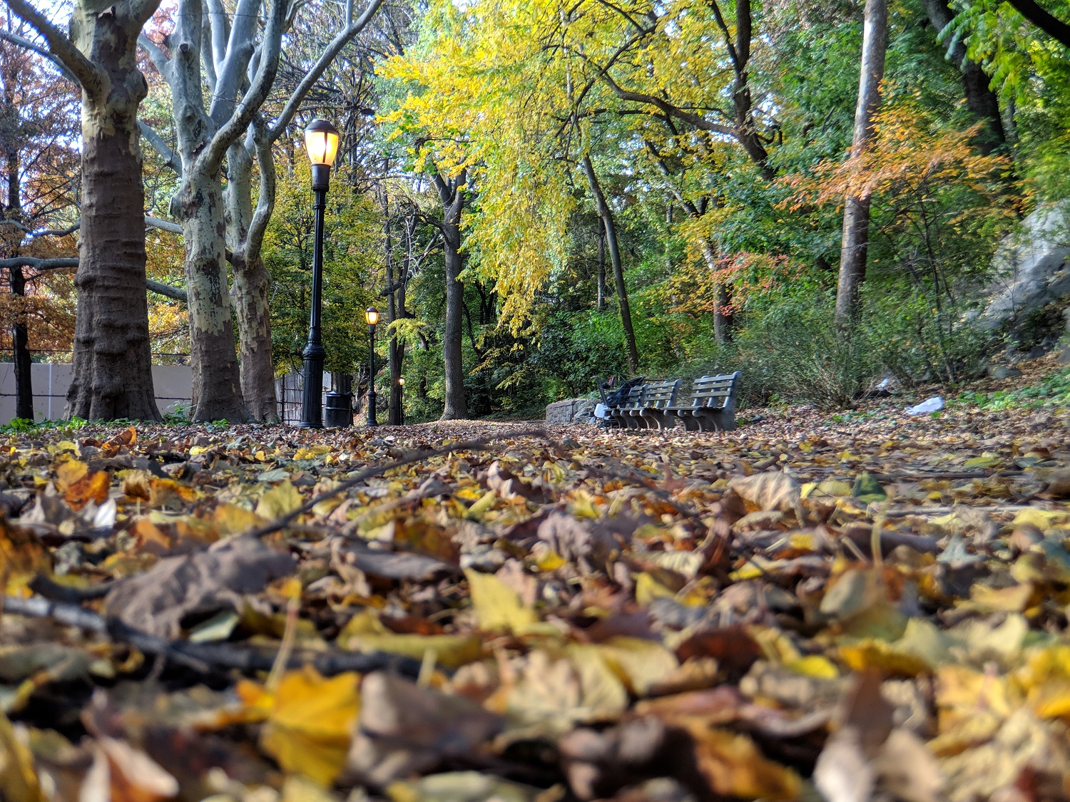 moment 58mm telephoto lens product impressions 58 mm low leaves