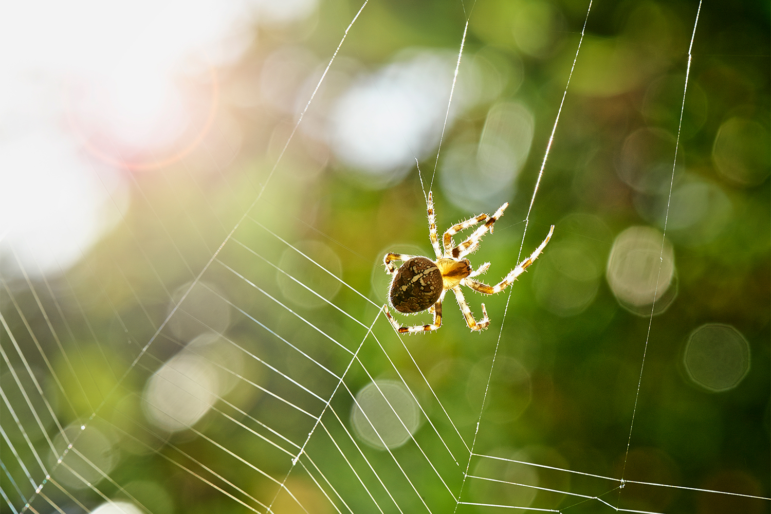 spider silk nasa